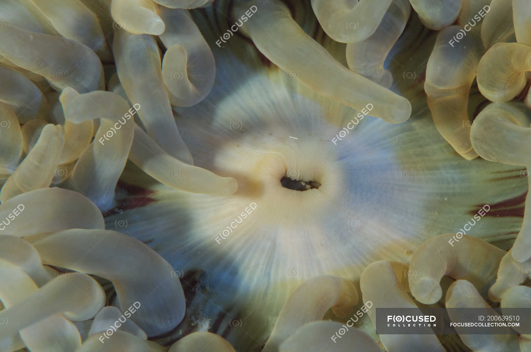 Closeup view of sea anemone mouth — day, Hexacorallia - Stock Photo