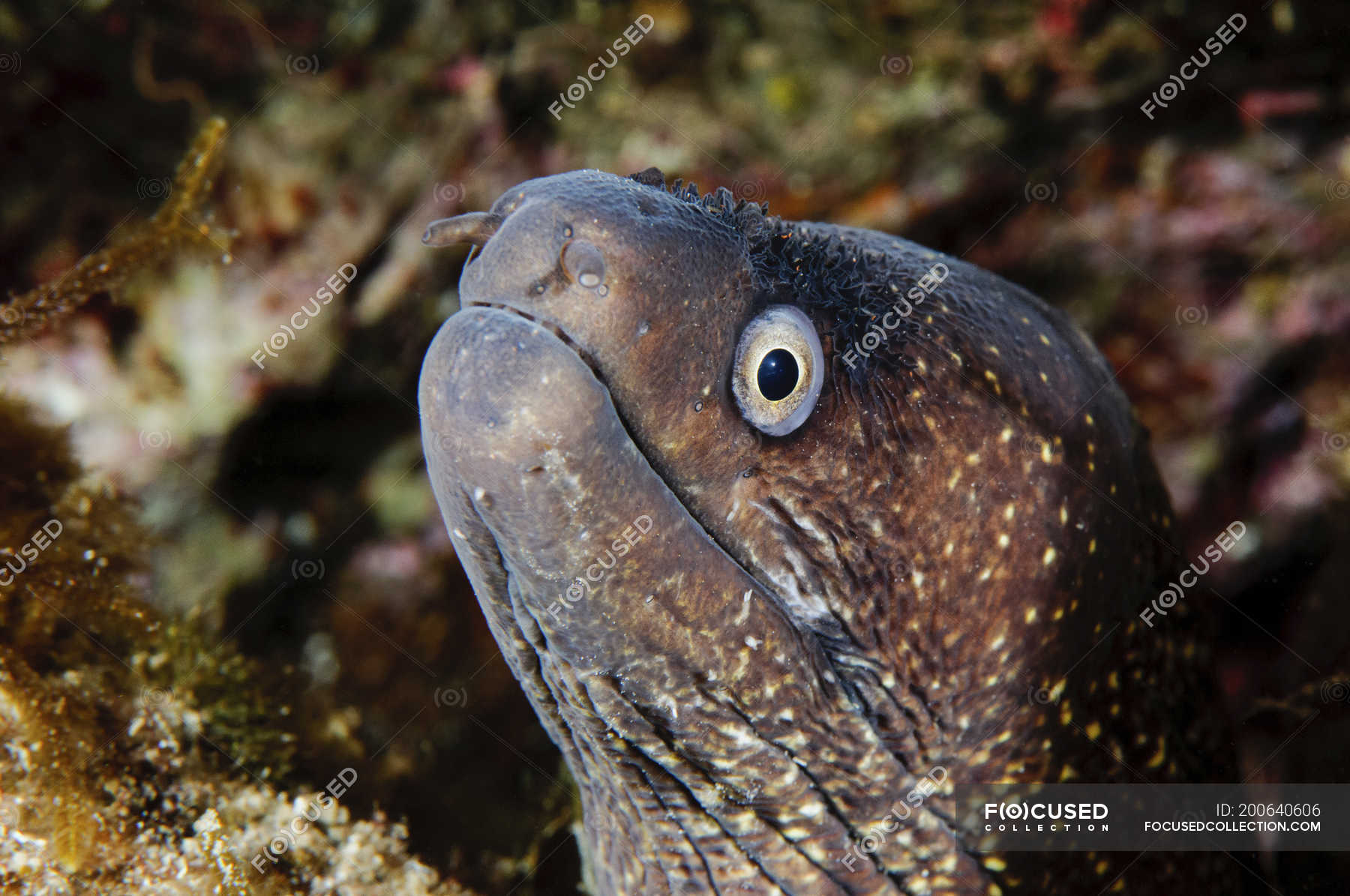 Closeup headshot of Mediterranean moray eel — Color Image, animal