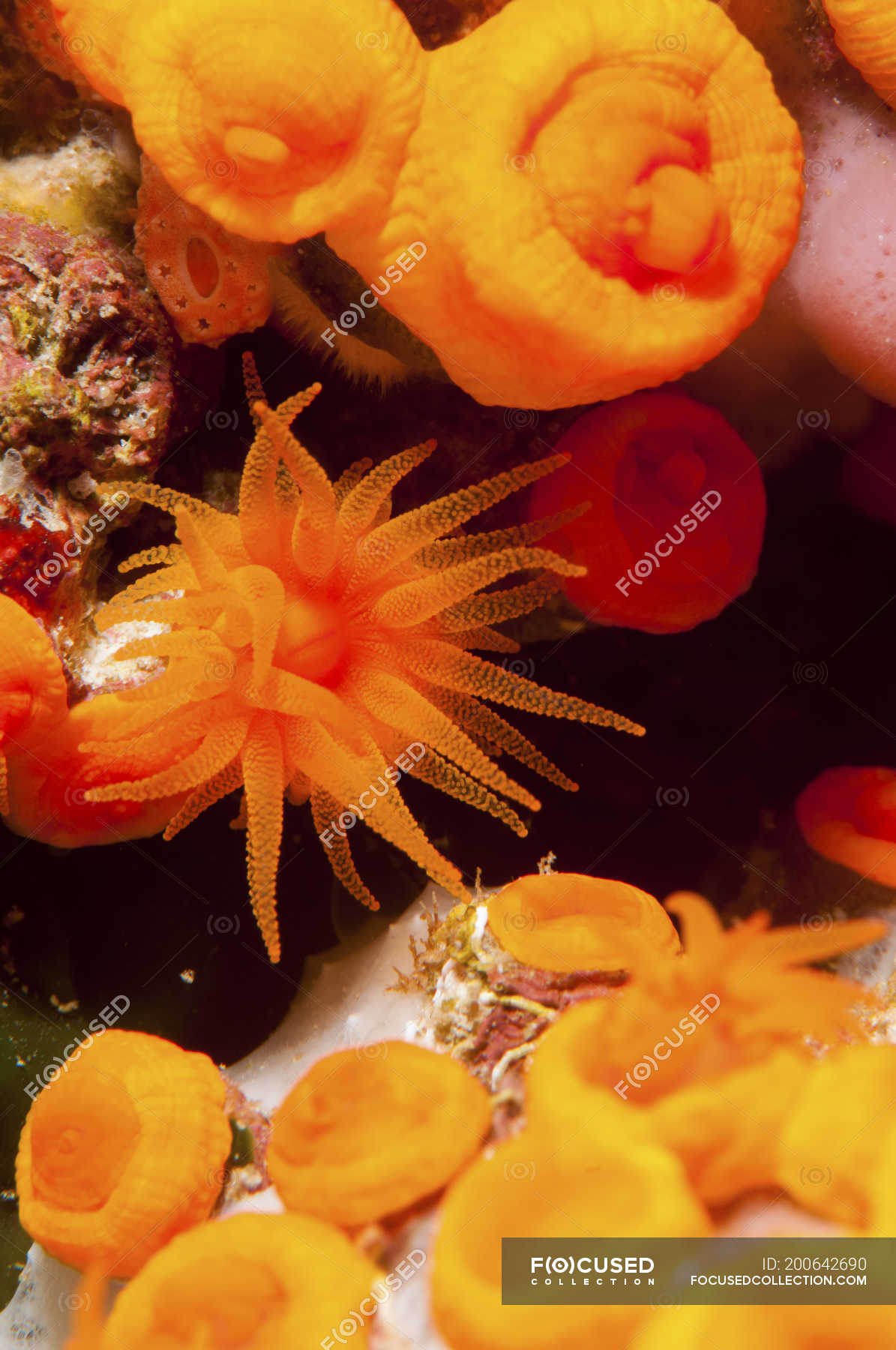 orange sea anemone