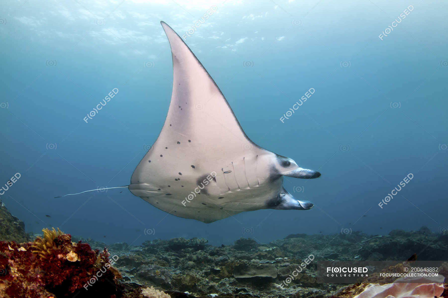 A reef manta ray floating over seabed, Nusa Penida, Indonesia