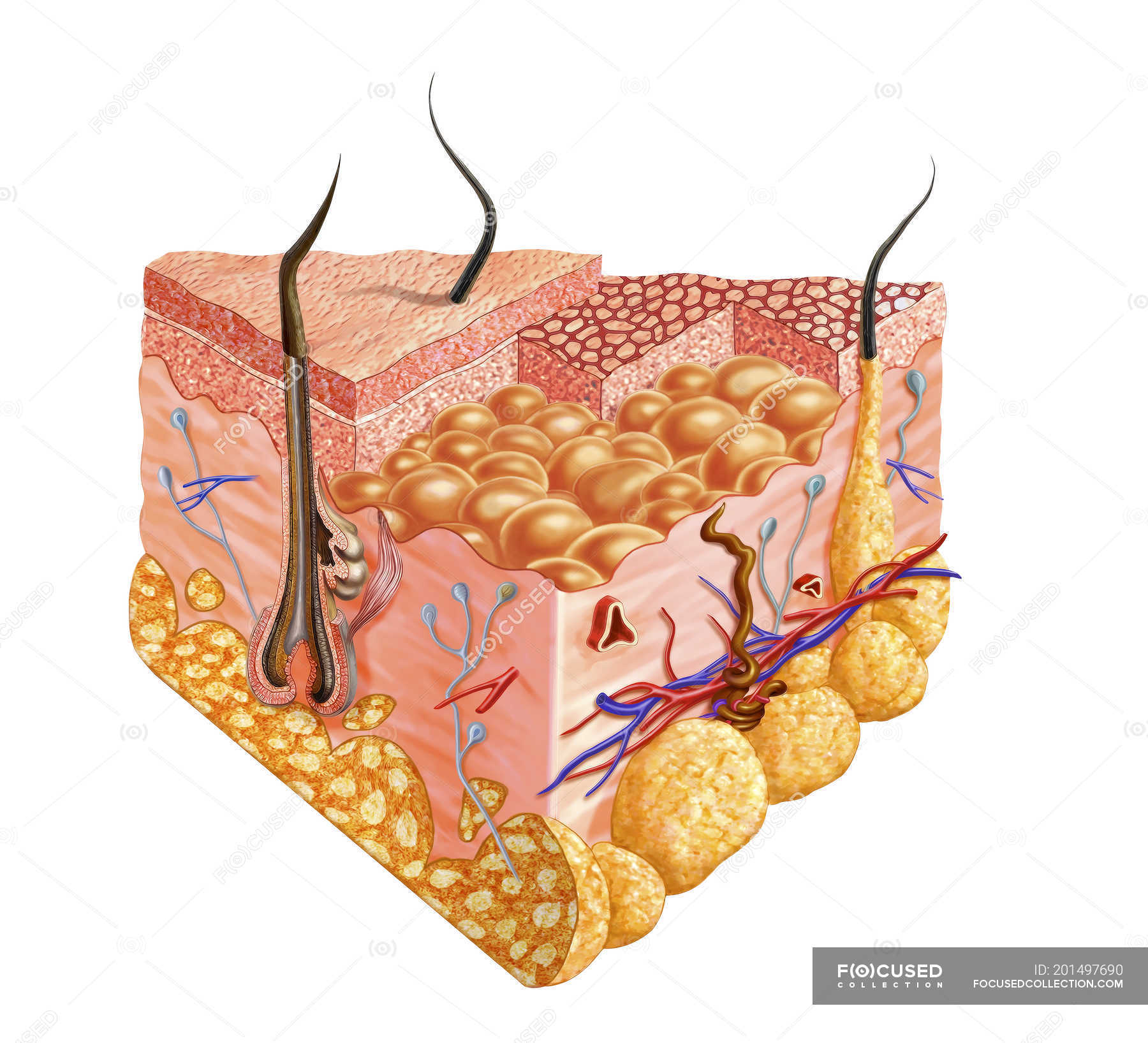 Diagram showing anatomy of human skin isolated on white background