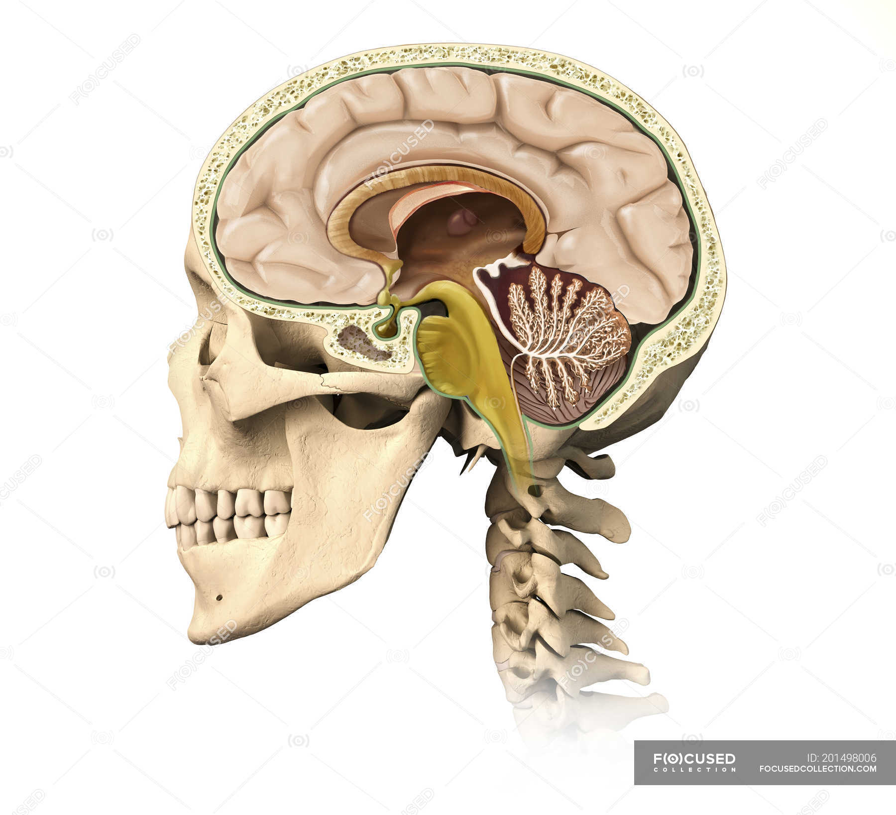 Мозги в черепной коробке. Ствол головного мозга на черепе. Мозг в черепной коробке. Сагиттальный разрез головы.