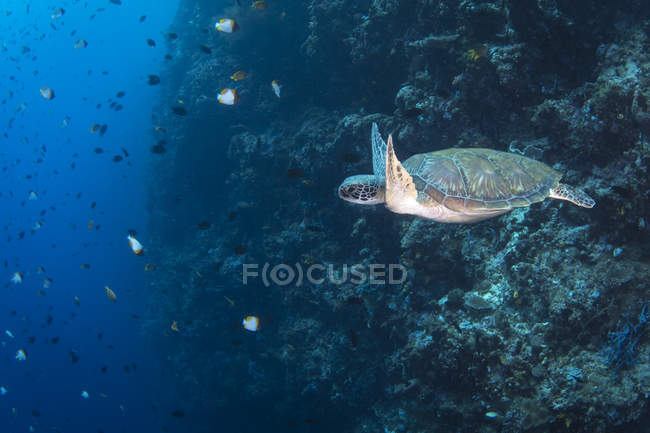Зеленая черепаха на рифе — стоковое фото