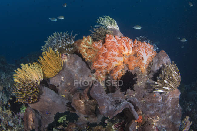 Crinoides y escena del arrecife de coral - foto de stock