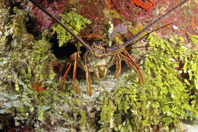 Spiny lobster hiding in reef — Stock Photo