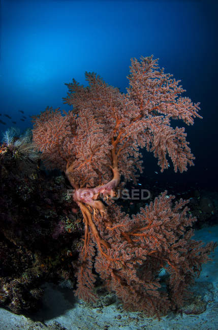 Abanico de mar en los coloridos arrecifes de Komodo - foto de stock