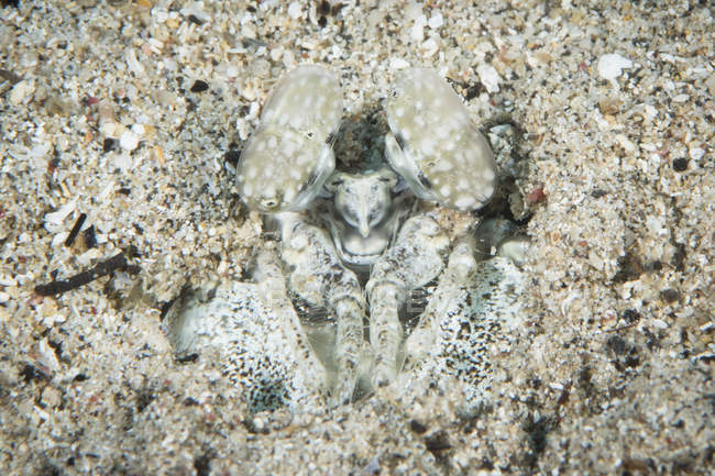 Mantis shrimp in North Sulawesi — Stock Photo