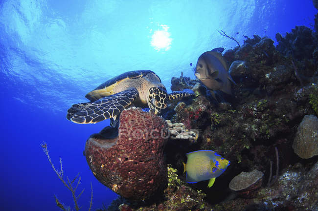 Mangeant Hawksbill tortue de mer — Photo de stock