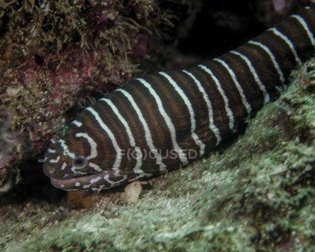 Zebra moray eel — Stock Photo