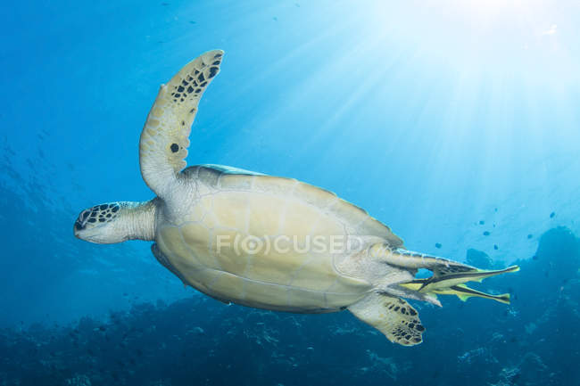 Grüne Meeresschildkröte in Nordsulawesi — Stockfoto