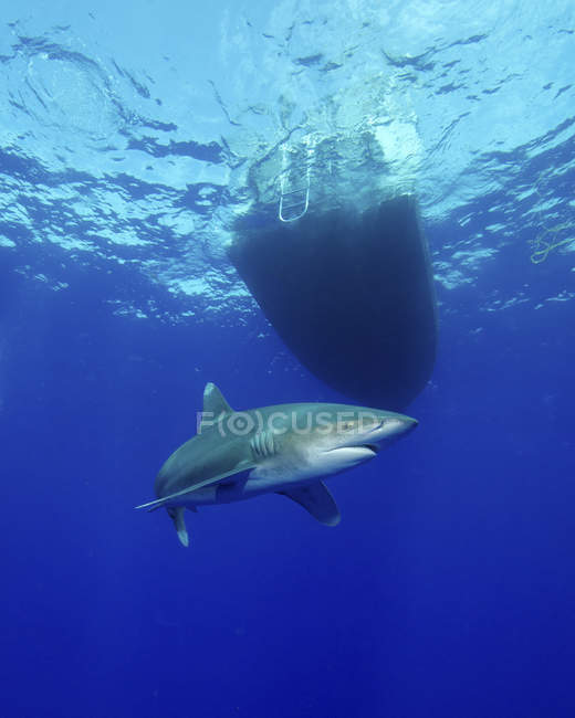Океанічна біла акула кружляє човном — стокове фото