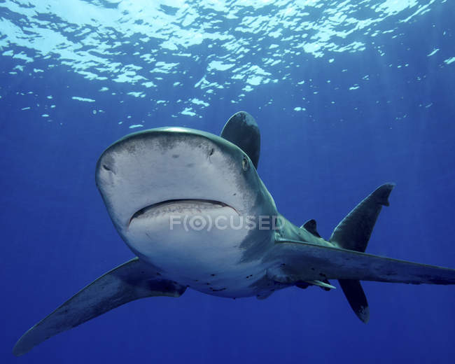 Tubarão-branco-oceânico — Fotografia de Stock
