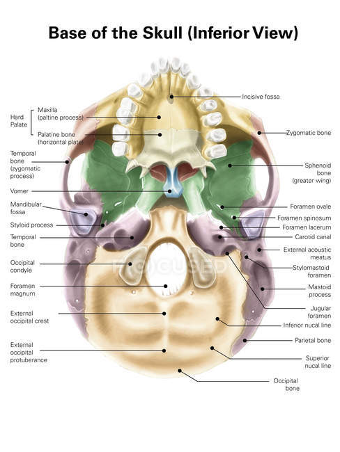 Base coloreada del cráneo humano - foto de stock