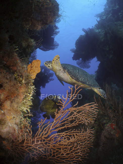 Habichtsschnabel-Meeresschildkröte ernährt sich von Schwamm — Stockfoto