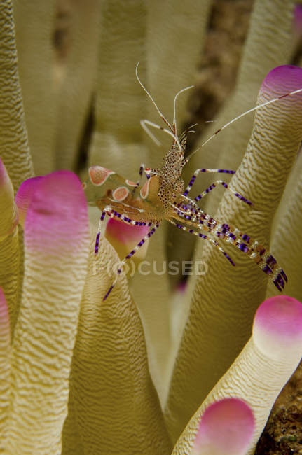 Camarão mais limpo na anêmona gorjeta rosa — Fotografia de Stock
