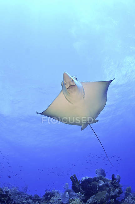 Spotted Eagle Ray gliding in water — Stock Photo
