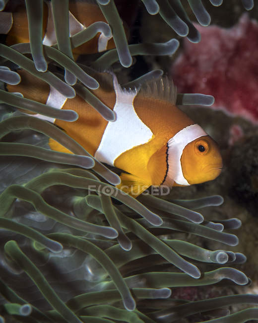Falscher Clownfisch in Anemone — Stockfoto