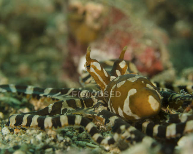 Wonderpus octopus on seabed — Stock Photo