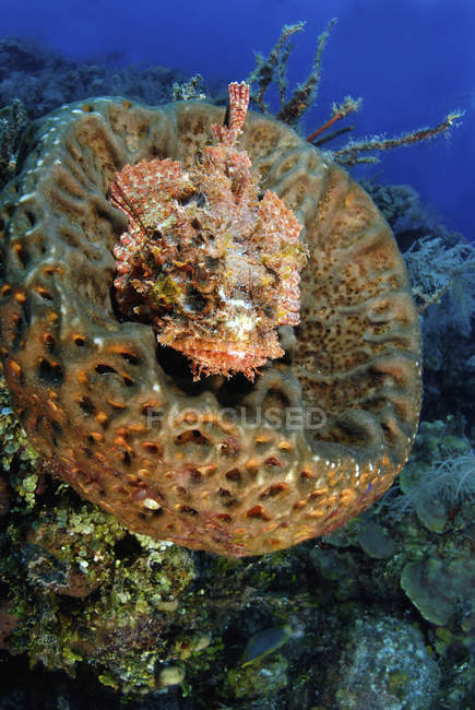 Scorpionfish hiding in barrel sponge — Stock Photo