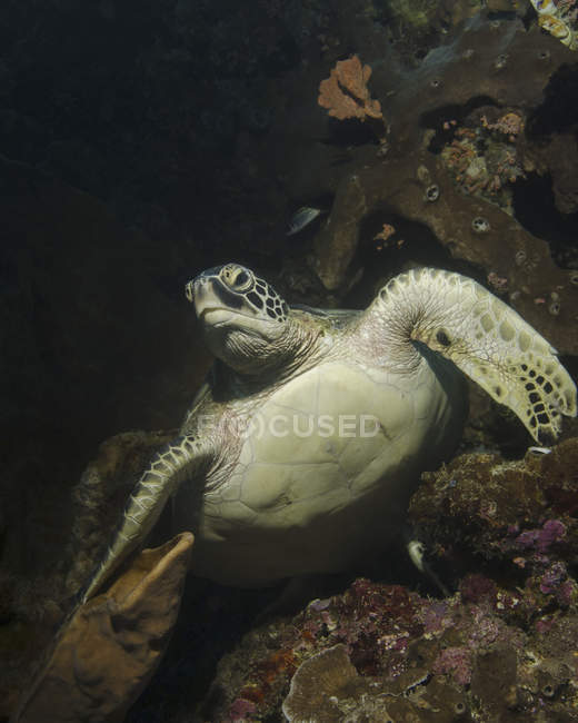 Зеленая черепаха на рифе — стоковое фото
