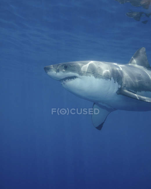 Gran tiburón blanco en la isla de Guadalupe - foto de stock
