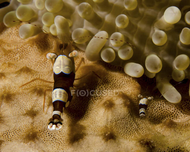 Due gamberetti anemone tozzi — Foto stock