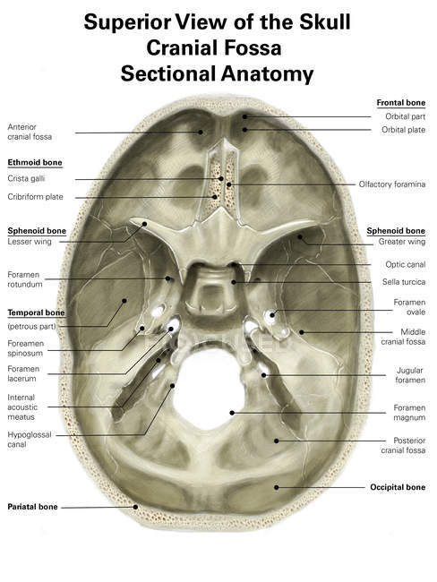 Cranial fossa on human skull — Stock Photo | #173514734