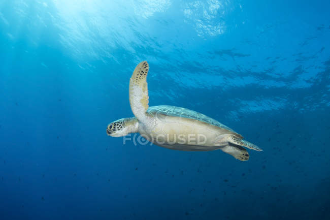 Meeresschildkröte in Gewässern von Nordsulawesi — Stockfoto