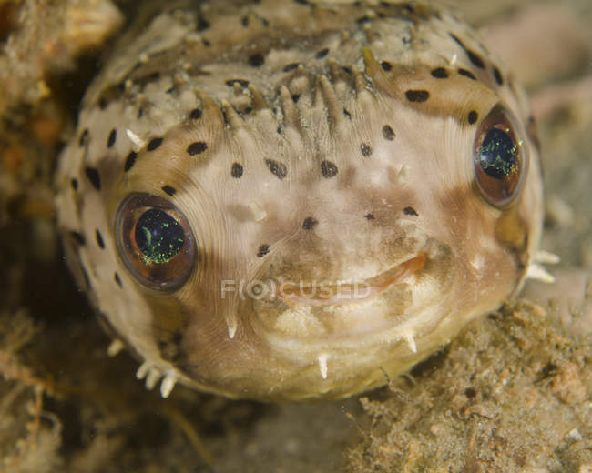 Vista de primer plano de la cabeza de pez globo - foto de stock