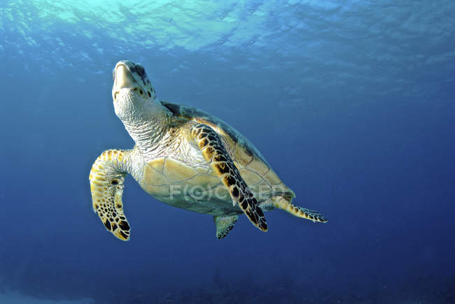 Carey tortuga marina en el agua - foto de stock