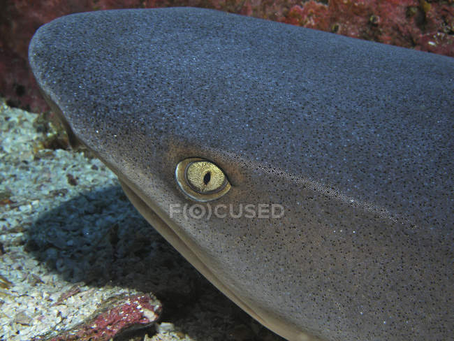 Cabeza de tiburón de arrecife blanco - foto de stock