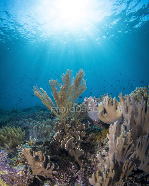 Сцена с рифом в Национальном парке Комодо — стоковое фото