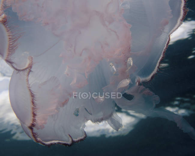 Місяць медузи з дрібною рибою — стокове фото