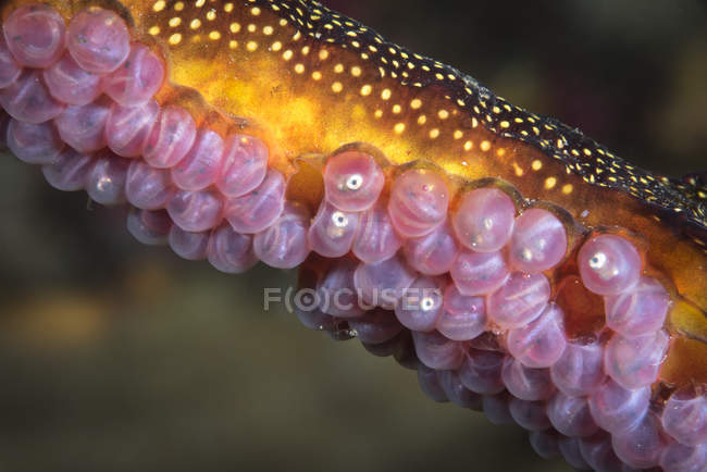 Weedy sea dragon with eggs — Stock Photo