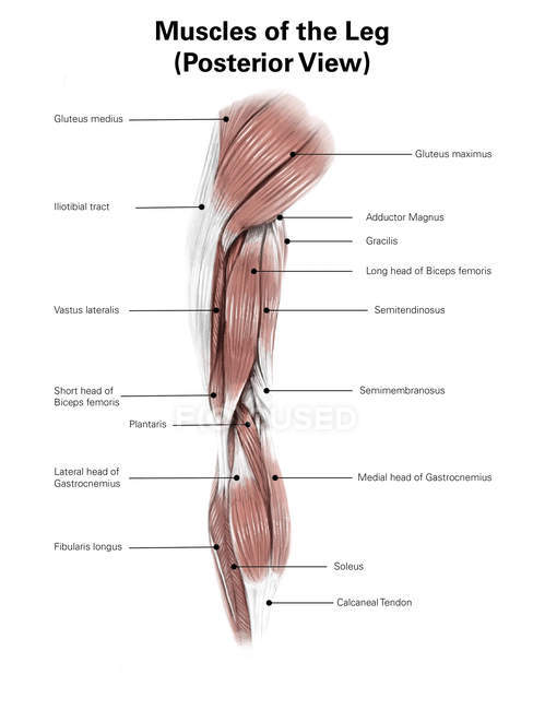 Músculos posteriores de la pierna - foto de stock