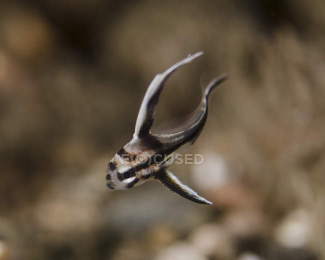 Junge Trommelfische — Stockfoto