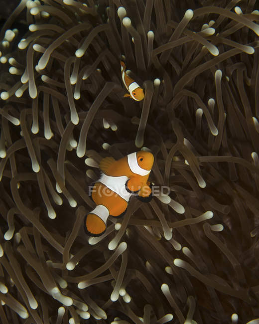 Coppia di anemone in anemone ospite — Foto stock