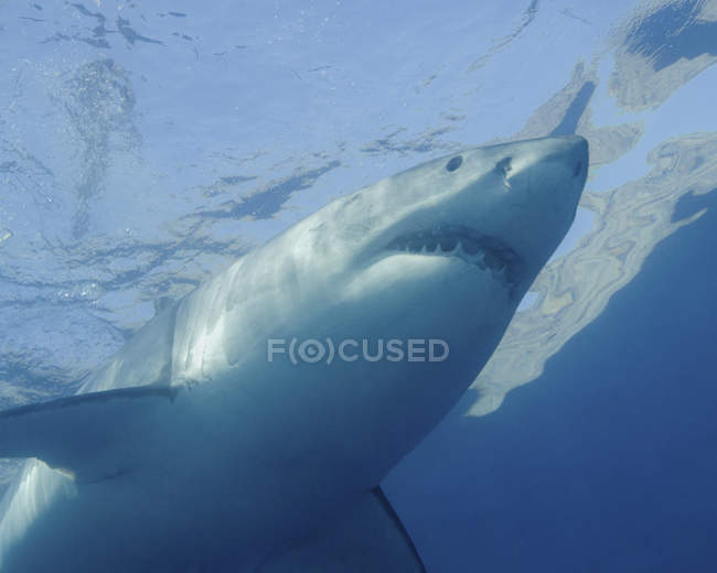 Grande tubarão branco na ilha de Guadalupe — Fotografia de Stock