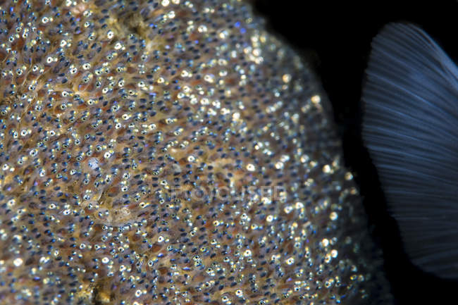 Barbatana de peixe anêmona com ovos — Fotografia de Stock