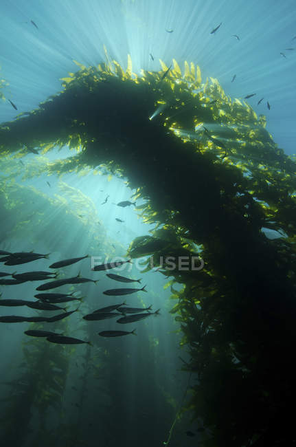 Sunrays shining through cathedral of kelp — Stock Photo
