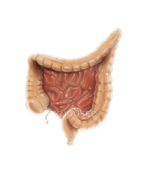Anatomía general del colon - foto de stock