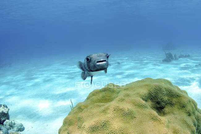 Рыбы-фугу, плавающие по звёздным кораллам — стоковое фото