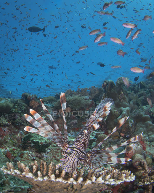 Lionfish на риф Комодо Національний парк — стокове фото