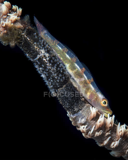 Wire coral goby with eggs — Stock Photo