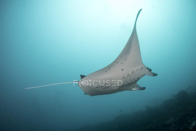 Manta ray floating in water — Stock Photo