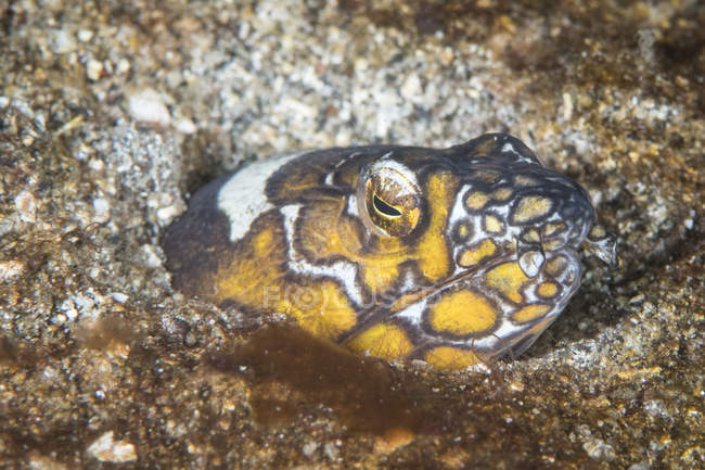 Anguilla serpente Napoleone nel Nord Sulawesi — Foto stock
