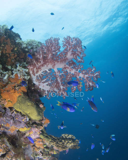 Coral blando en naufragio en la laguna de Truk - foto de stock