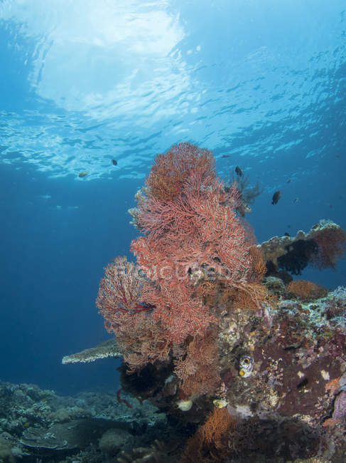 Scena della barriera corallina nel Parco Nazionale di Komodo — Foto stock