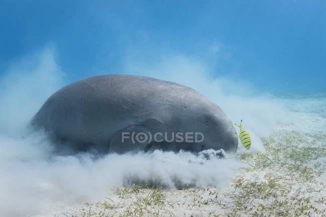 Dugong on seabed of Red Sea — Stock Photo