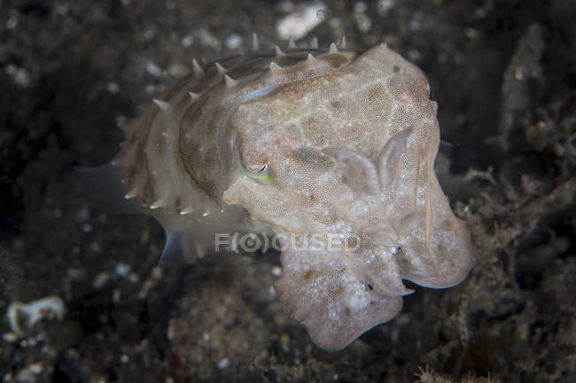 Cuttlefish no Parque Nacional de Komodo — Fotografia de Stock